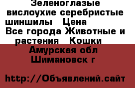 Зеленоглазые вислоухие серебристые шиншилы › Цена ­ 20 000 - Все города Животные и растения » Кошки   . Амурская обл.,Шимановск г.